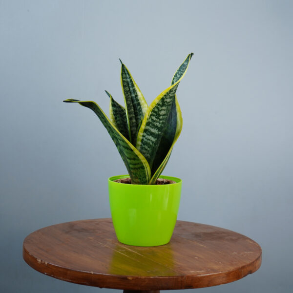 Snake Plant - Image 9