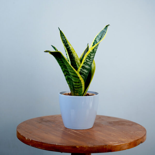 Snake Plant - Image 17