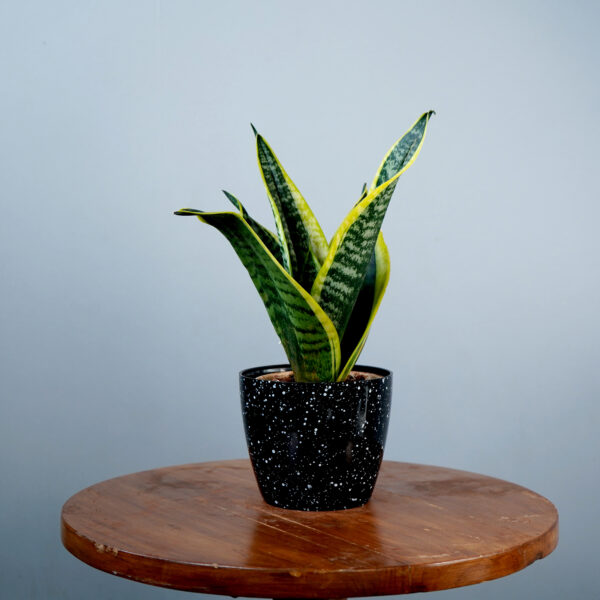 Snake Plant - Image 18