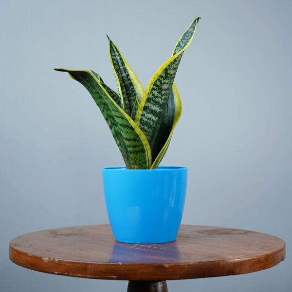Snake Plant - Image 19