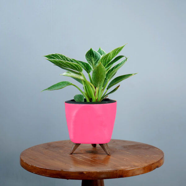 Birkin Plant - Image 18