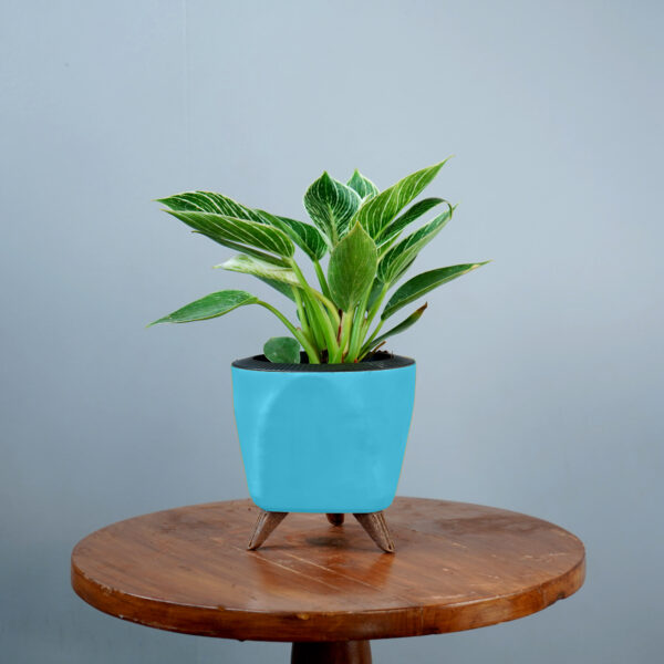 Birkin Plant - Image 17