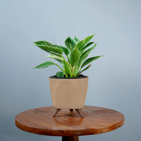 Birkin Plant - Image 16