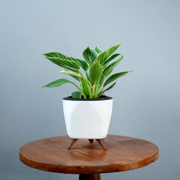 Birkin Plant
