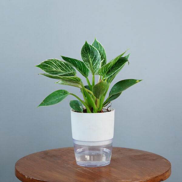 Birkin Plant - Image 15