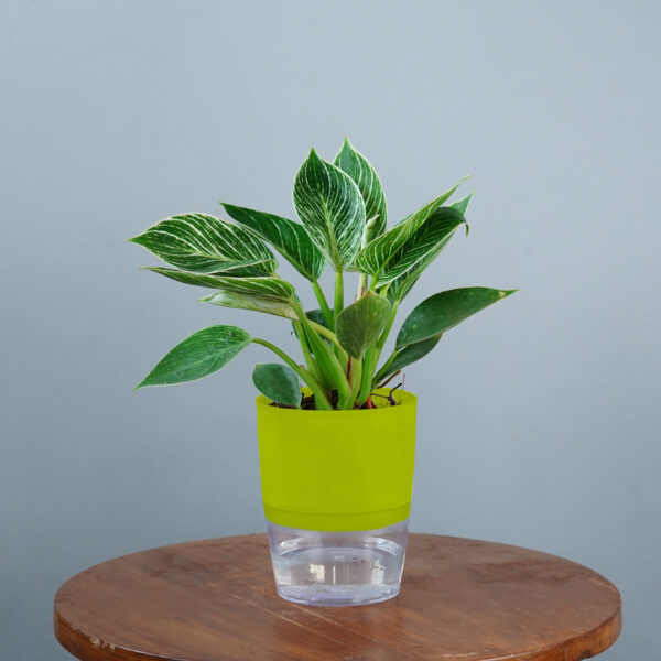 Birkin Plant - Image 14