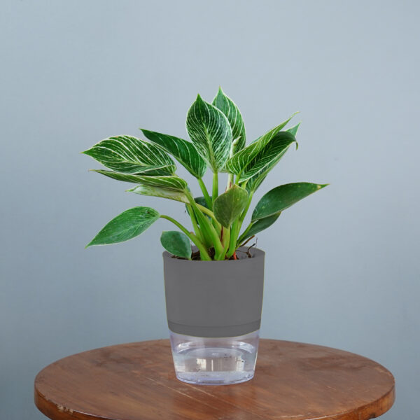 Birkin Plant - Image 13