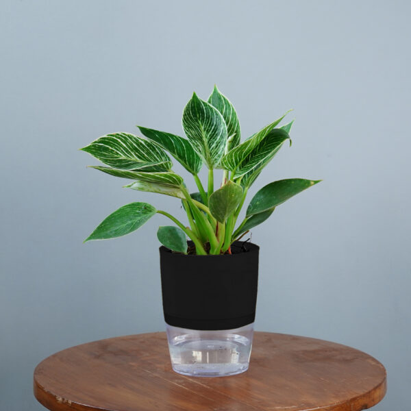 Birkin Plant - Image 12