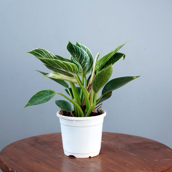 Birkin Plant - Image 19
