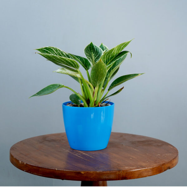 Birkin Plant - Image 8