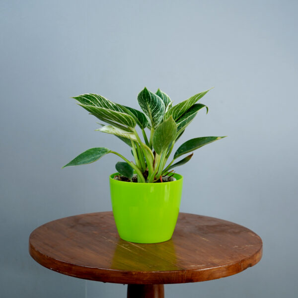 Birkin Plant - Image 9