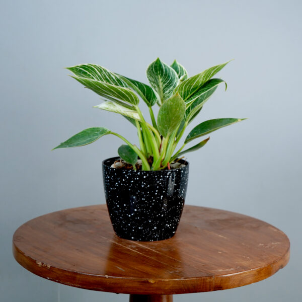 Birkin Plant - Image 10