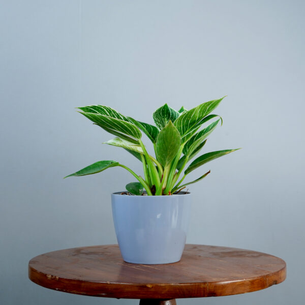 Birkin Plant - Image 11