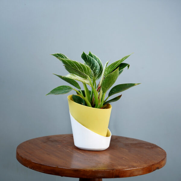 Birkin Plant - Image 2