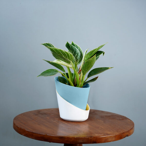 Birkin Plant - Image 3