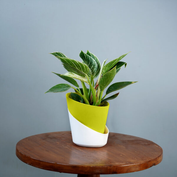 Birkin Plant - Image 4