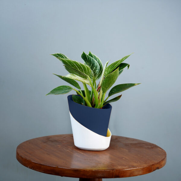 Birkin Plant - Image 5