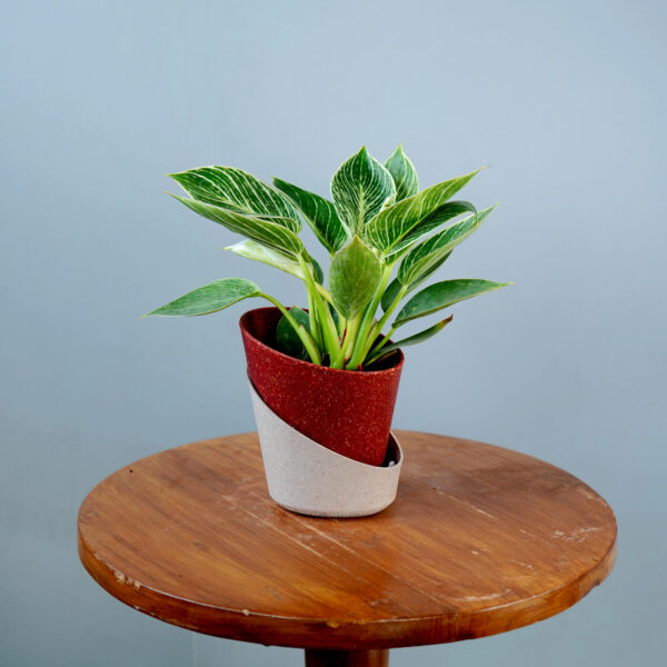 Birkin Plant - Image 6