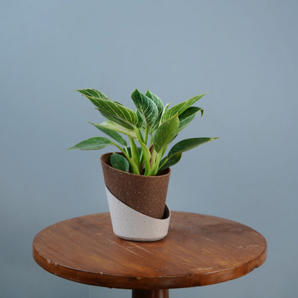 Birkin Plant - Image 7