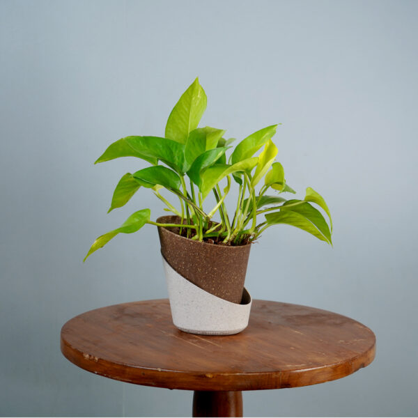 Money Plant Green Verigated - Image 2