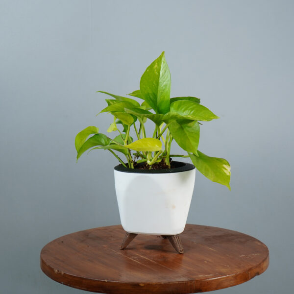 Money Plant Green Verigated - Image 3