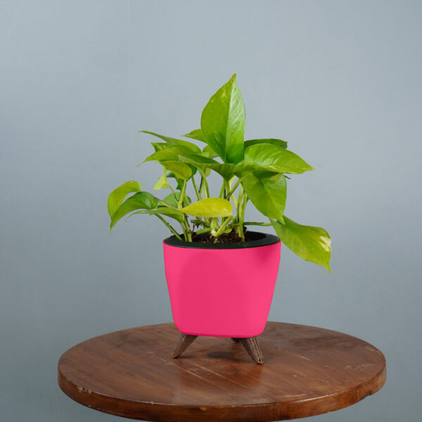 Money Plant Green Verigated - Image 4