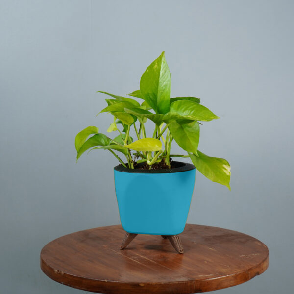 Money Plant Green Verigated - Image 5