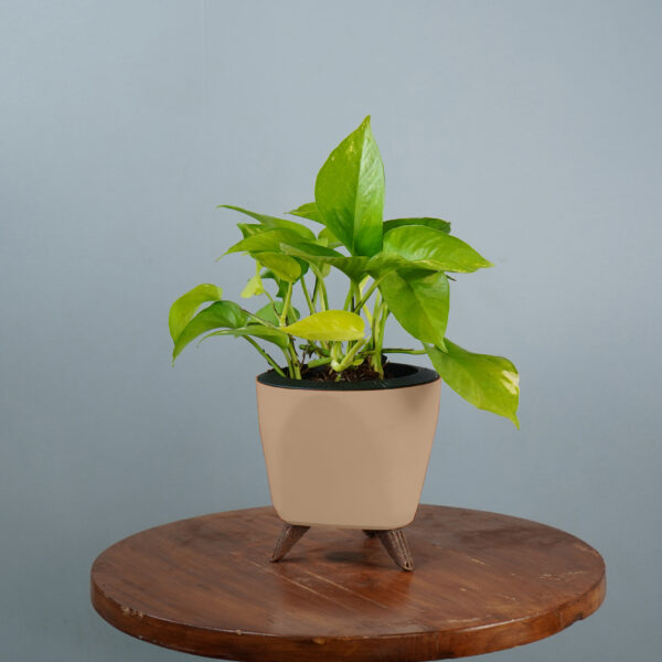 Money Plant Green Verigated - Image 6