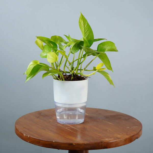 Money Plant Green Verigated