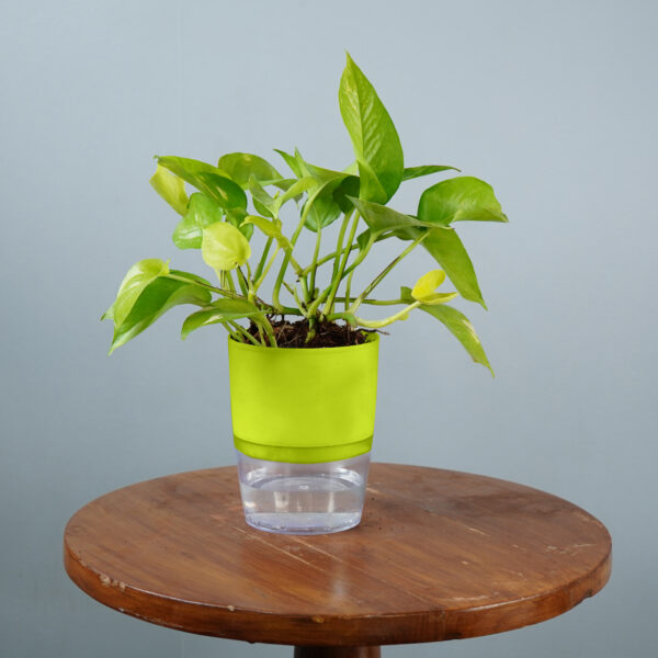 Money Plant Green Verigated - Image 7