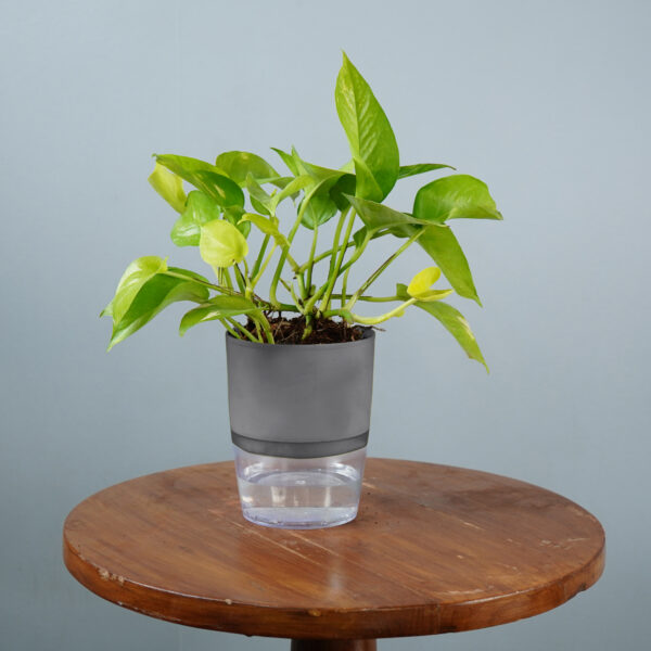 Money Plant Green Verigated - Image 8
