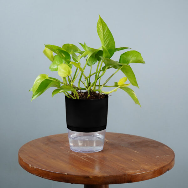 Money Plant Green Verigated - Image 9