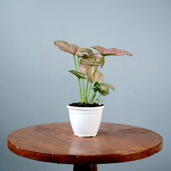 Syngonium Pink - Image 14