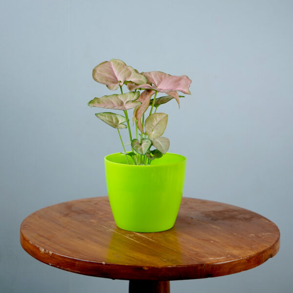 Syngonium Pink - Image 13
