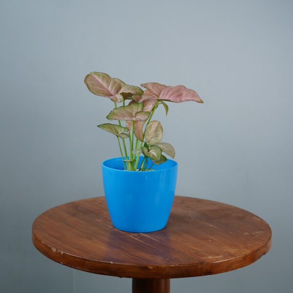 Syngonium Pink - Image 12