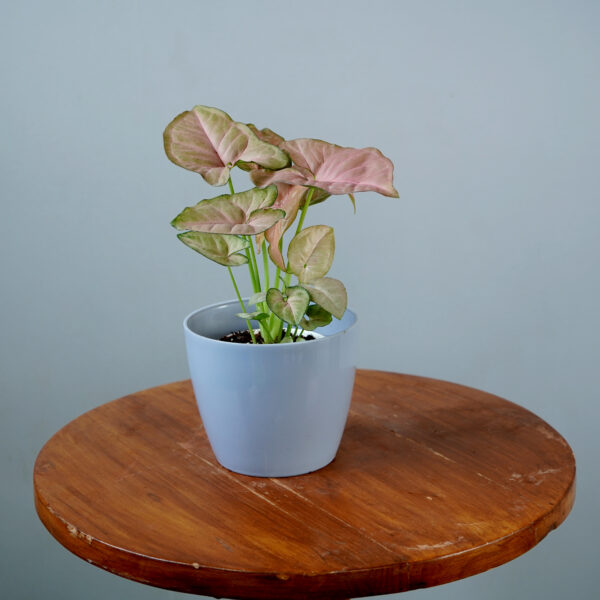 Syngonium Pink - Image 11