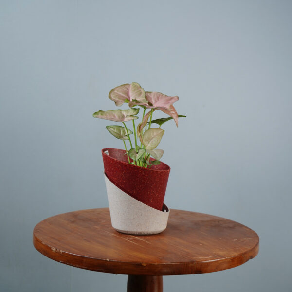 Syngonium Pink - Image 9