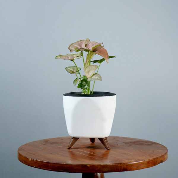 Syngonium Pink