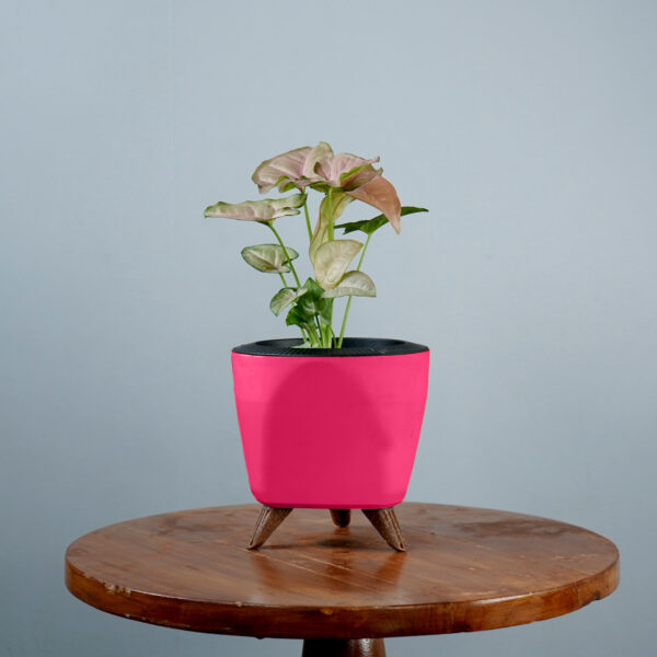 Syngonium Pink - Image 8