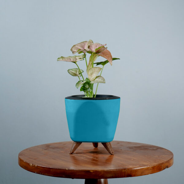 Syngonium Pink - Image 7