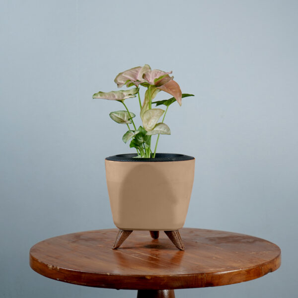 Syngonium Pink - Image 6