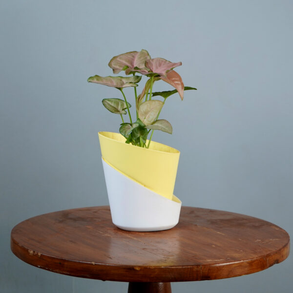 Syngonium Pink - Image 4