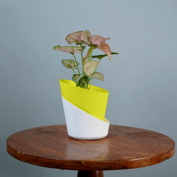 Syngonium Pink - Image 5