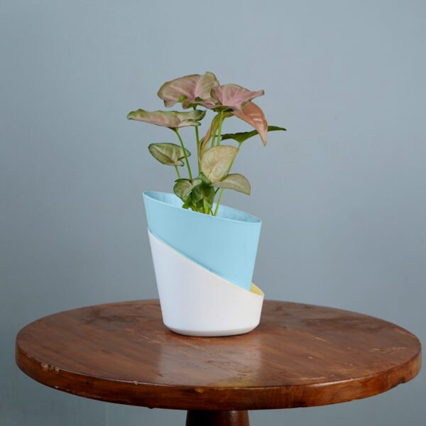 Syngonium Pink - Image 3