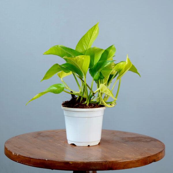 Money Plant Green Verigated - Image 10
