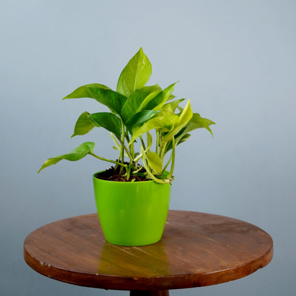 Money Plant Green Verigated - Image 11