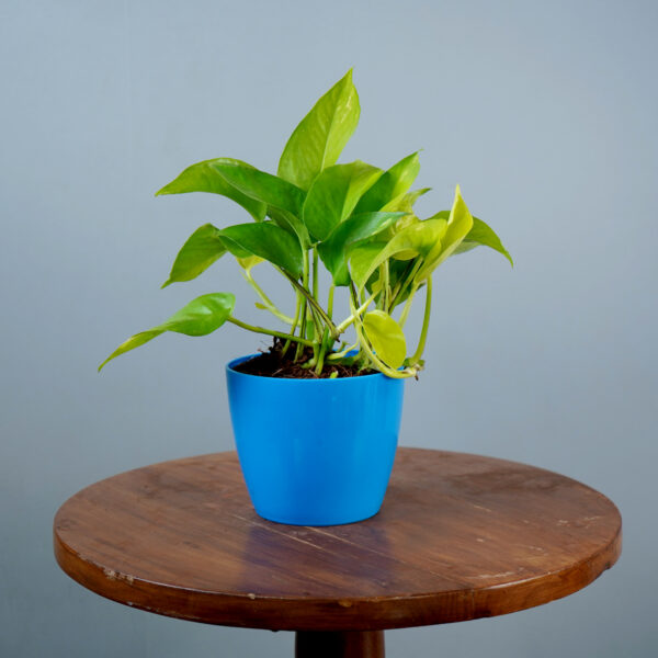 Money Plant Green Verigated - Image 12