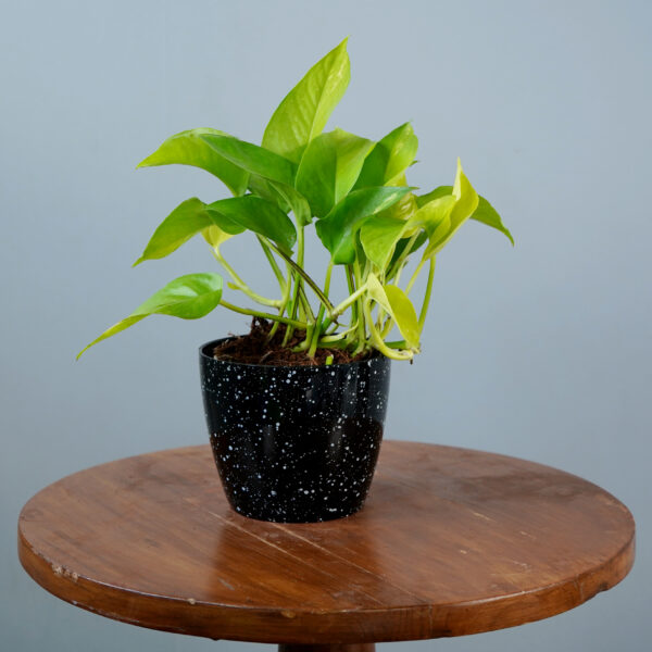 Money Plant Green Verigated - Image 13