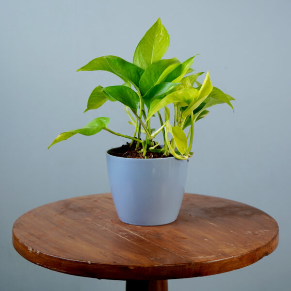 Money Plant Green Verigated - Image 14