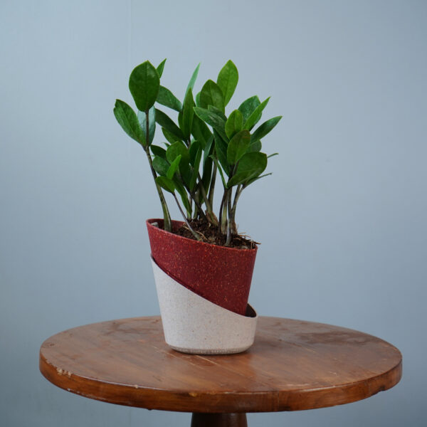 Zamia Green - Image 2